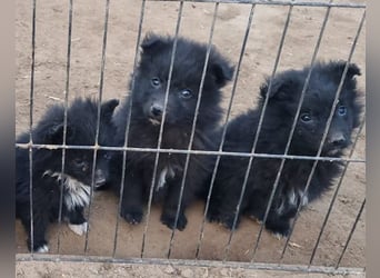 GORDI❤️liebes, verschmustes kroat. Schäferhund-Mix-Mädel