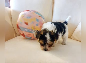 Biewer Yorkshire Terrier Welpe a la Pom Pon reinrassig Hündin