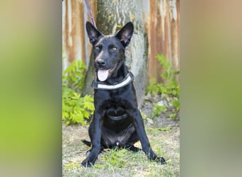 Othello SI - Schwarze Schönheit will ankommen