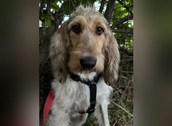 Elly - HAT  INTERESSENTEN- vorsictige Prinzessin sucht ihre erfahrenen Menschen mit Geduld und Liebe