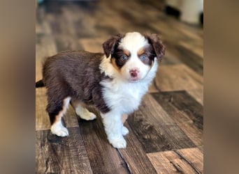 Mini Aussie Babys / Mini American Shepherds aus Liebevoller Aufzucht