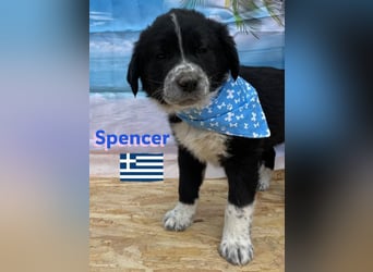 Spencer,geb.02/25,hübscher Hundebub sucht seine Familie