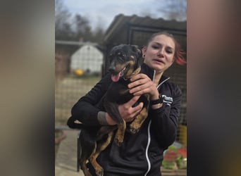 Albert – quirliger Wirbelwind sucht sportliches Zuhause!