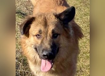 Grizzly sucht noch sein Zuhause
