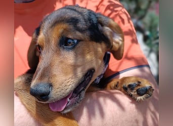 Bimini Welpe Jagdhund Mischling Rüde sucht Zuhause oder Pflegestelle