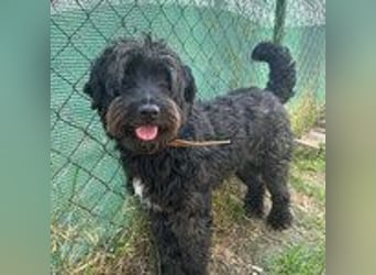 Bruno, Schnauzer-Mischling, Rüde, geb. am 01.04.2023, 48 cm, 14 kg