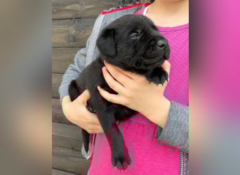 Labrador Welpen in foxred und schwarz aus liebevoller Hobbyzucht