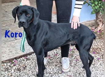 Koro 10/2020 (ESP Pflegestelle) - sportlicher, sehr hübscher Bracke (Jagdhund) Rüde!