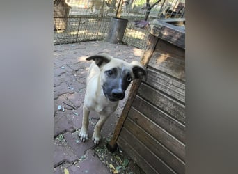 BETTY - so ein tolles Mädchen