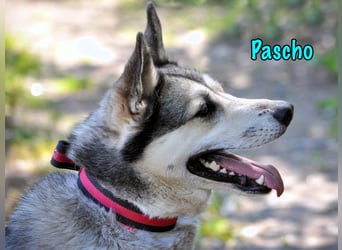 Pascho 03/2022 - energiegeladener und lernwilliger Husky (Mix) sucht sportliche Rasseliebhaber!