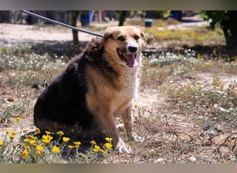 Tieta, Mix Schäferhund / Berner Senne / Collie , lieb und verträglich
