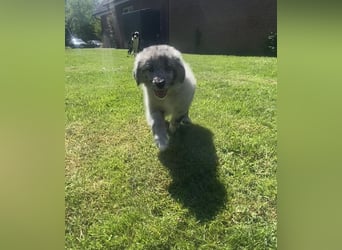 Süße Border Collie -Mudi mix Welpen