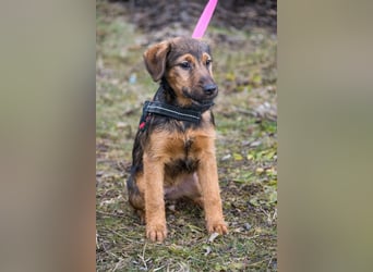 Malna-SI, kleine Welpin sucht liebe Familie