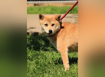 Arista PP – Shiba-Hündin sucht verständnisvolle Menschen