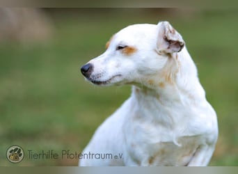 Peachy, bezaubernde Parsen Jack Russell Terrier - Mix Hündin