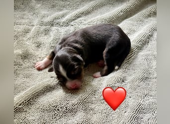 Mini/Miniature Australian Shepherd Welpen mit Papiere