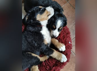 Berner Sennen Welpen