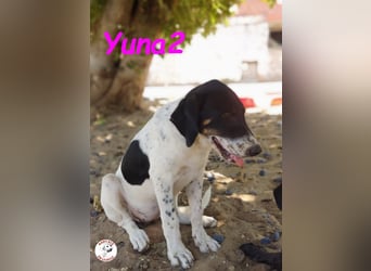 Yuna2 05/2024 (in Deutschland) - menschenbezogene und verschmuste Hündin!