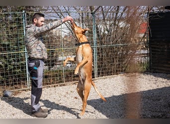 NOUGAT - Sportliche Familie gesucht, ich möchte lernen und spielen