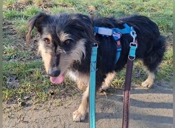 ♥PENNY♥ neu auf Pflegestelle in Köln - süße, anfangs noch vorsichtige Hündin 53 cm
