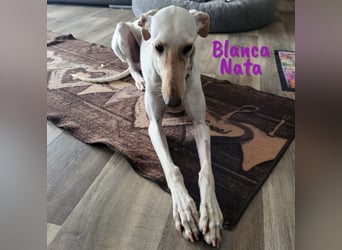 Blanca Nata 10/2023 (in Deutschland) - aufgeschlossene und unkomplizierte Traumgalga!