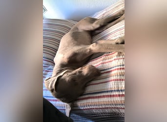 Vaiana – eine sanfte Weimaraner-Hündin