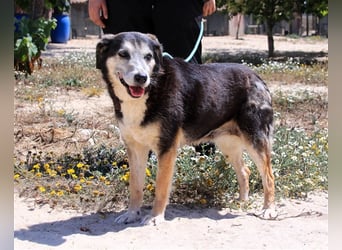 Mika, Mix Schäferhund / Berner Senne , lieb und verträglich