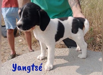 Yangtsé geb. 03/2025 (ESP) - freundlicher Labrador-Mix Welpe!