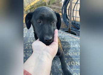 ❤️Labradormix Welpe Nero❤️