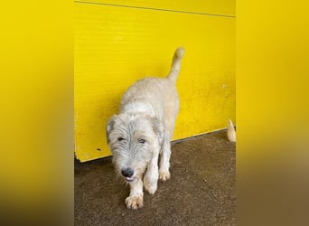 Wilma, 1 ¼-jähriges Mädel, Größe: mittelgroß, freundlich, aufgeschlossen, verschmust, souverän