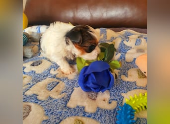Biewer Yorkshire Terrier a la PomPon reinrassig / selten