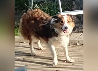 Wurf Ankündigung,  reinrassige Border Collie Welpen mit Papieren!!