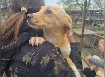 ♥MIKA♥ niedlicher, bildschöner Welpe,der noch etwas erschrocken in die Kamera schaut 31cm (wachsend)