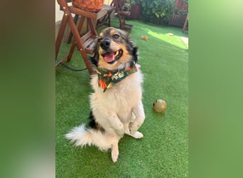 Aiko SR – entspannter Kuschelbär sucht liebevolles Zuhause