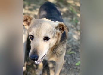 Rinky - sanfter Herzenshund sucht ein Happy End