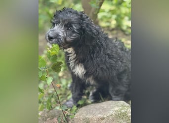 Labradoodle Ich bin der letzte aus diesem Wurf