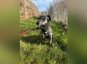 Lui - kleiner Hund mit großem Herz sucht 2te Chance