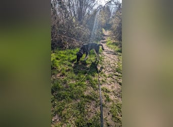 Kleine Paula(8 Mon/39 cm/9,6 kg) sucht Hundefreunde mut Herz