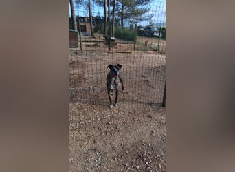 Leoa sucht Pflege- oder Endstelle
