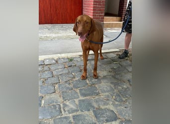 Carlos, geboren 08.01.2021, 69cm sucht aktives Zuhause