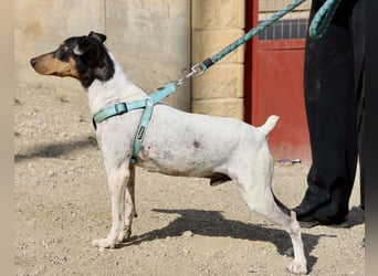 Rocky, offen, freundlich und neugierig