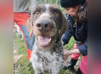 Jack - lebensfroher Drahthaarmix sucht sportliche Familie mit Herz und Hundeverstand