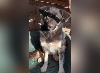 Laika, lebenslustig und menschenbezogen