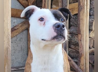 Momo ❤️ loyal, verschmust sucht Zuhause!