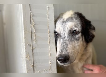 Mila: braucht dringend Hilfe - gerne Pflegestelle