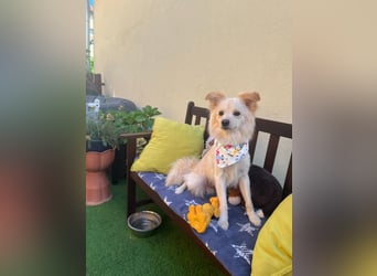 Rudi SR – Süßer Spitz-Junghund sucht seine Menschen