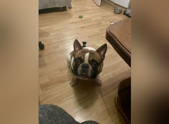 Coco - erwachsener French Bully Rüde
