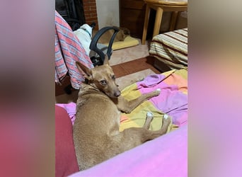 Chico- Podencobub sucht ruhige Familie