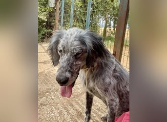 Nadine-liebe, verträgliche Setter-Mix-Hündin sucht ihre Familie