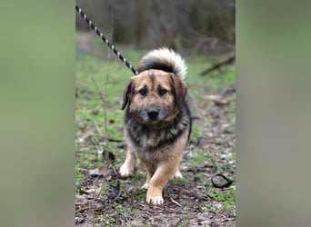 Albert, ca. 4 Jahre jung, 43 cm, wartet so sehr auf seine Chance glücklich zu werden
